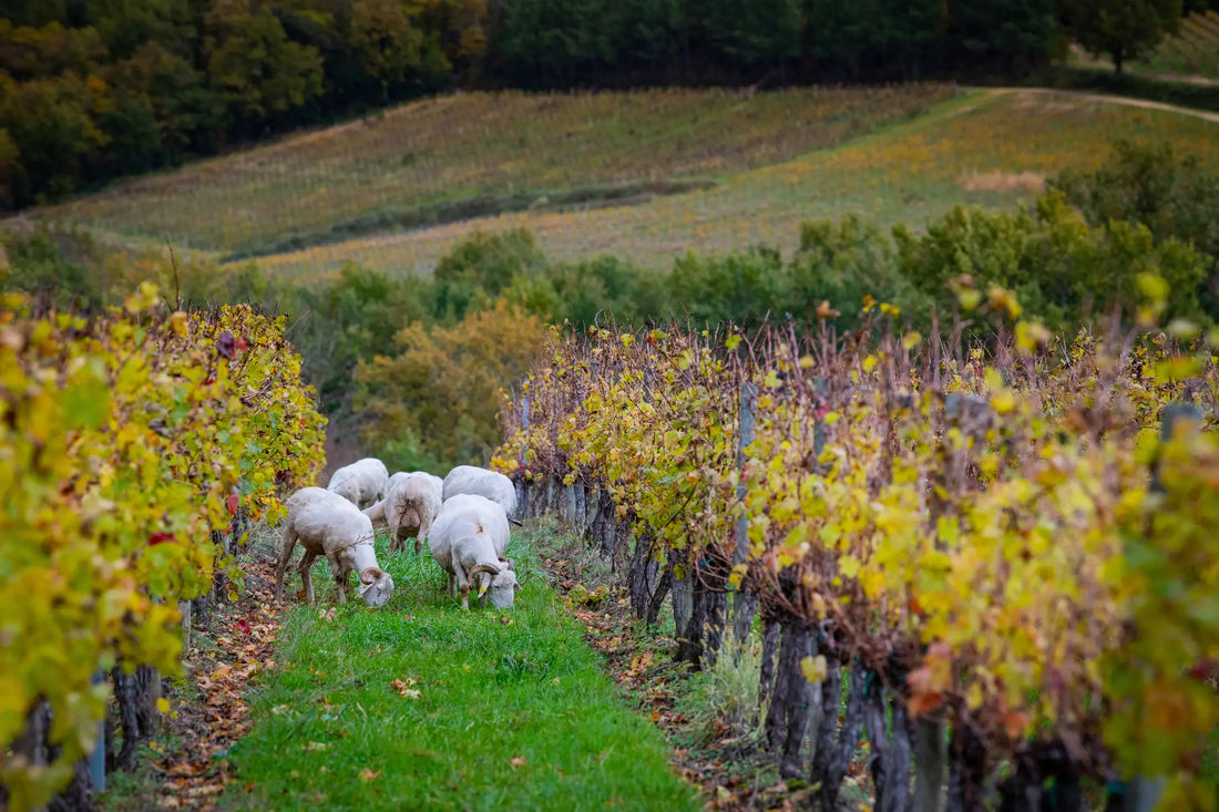 Sheep grazing in a vineyard.