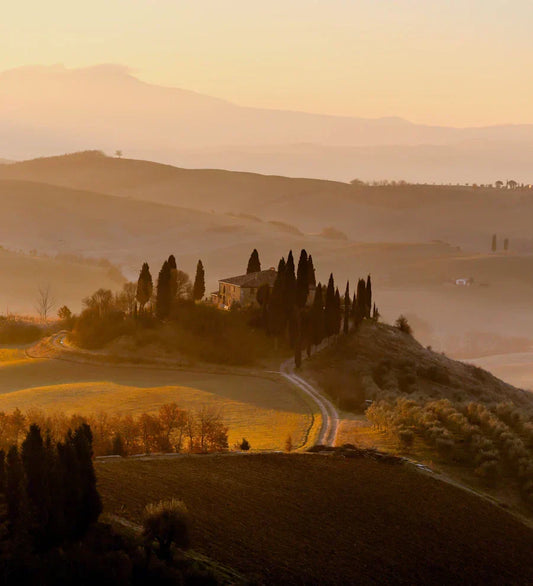 Italian vineyard at sunset.