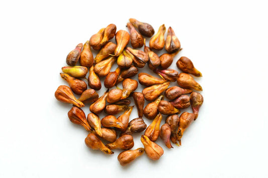 Grape seeds on a white background.