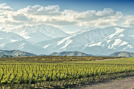 A vineyard in Argentina with the Andes mountains in the background.