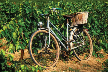 A bicycle leaning against some vineyard vines.