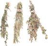 A figure representing the Dried Herbs tasting note.