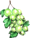 A figure representing the Gooseberry tasting note.