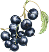 A figure representing the Blackcurrant tasting note.
