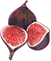 A figure representing the Black Fig tasting note.