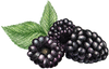 A figure representing the Blackberry tasting note.