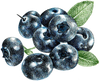 A figure representing the Blueberry tasting note.