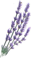 A figure representing the Lavender tasting note.