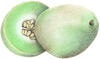 A figure representing the Melon tasting note.