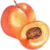 A figure representing the Peach tasting note.