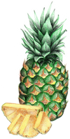 A figure representing the Pineapple tasting note.