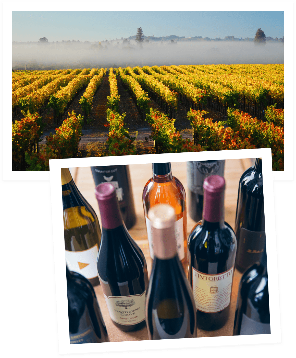 A misty vineyard with wine bottles in the foreground